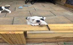 Olde English Bulldogge dogs for sale: Last 2 baby girls left  - Image 8