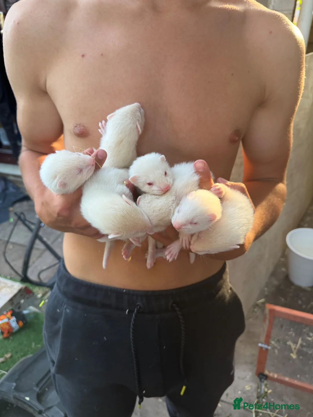 Ferret rodents for sale: Albino Ferrets for sale - Advert 5