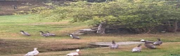 Ducks poultry for sale: Runner ducks in Corwen - Advert 1