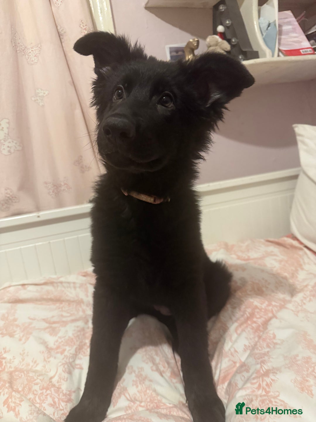 German Shepherd dogs for sale:  1 beautiful German Shepards left for sale! - Advert 6