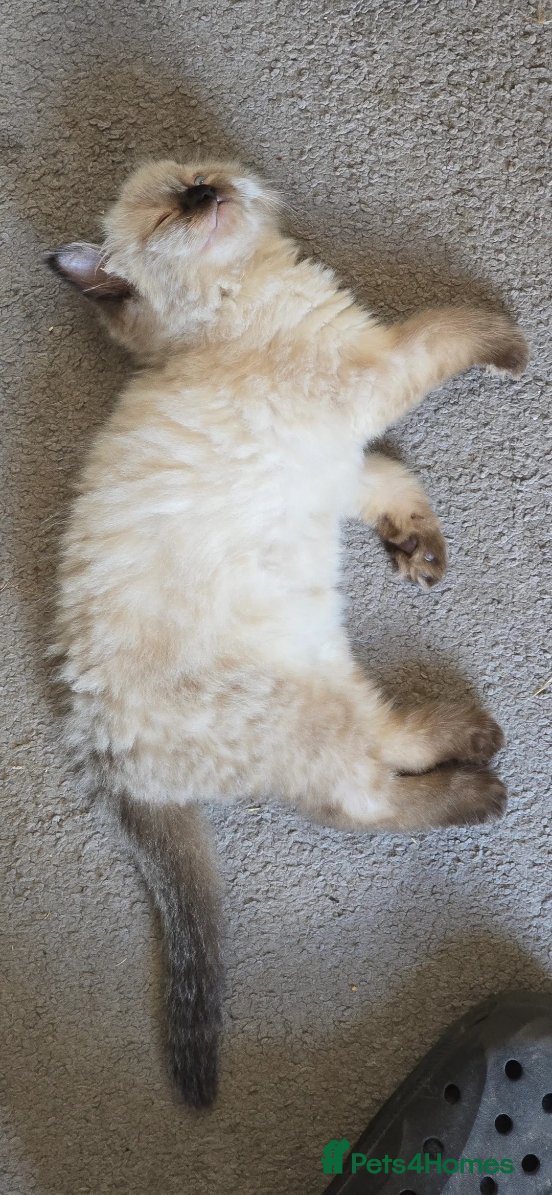 Ragdoll cats for sale: One Female Ragdoll Kitten left - Advert 17