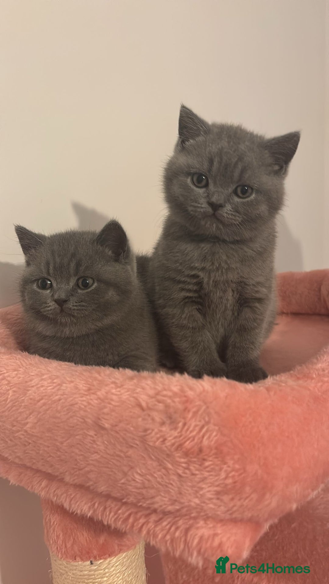 British Shorthair cats for sale: 🧸✨6 Chunky British Shorthair Kittens For Sale✨🧸 - Advert 4