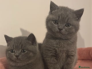 British Shorthair cats 🧸✨6 Chunky British Shorthair Kittens For Sale✨🧸 - Advert 15