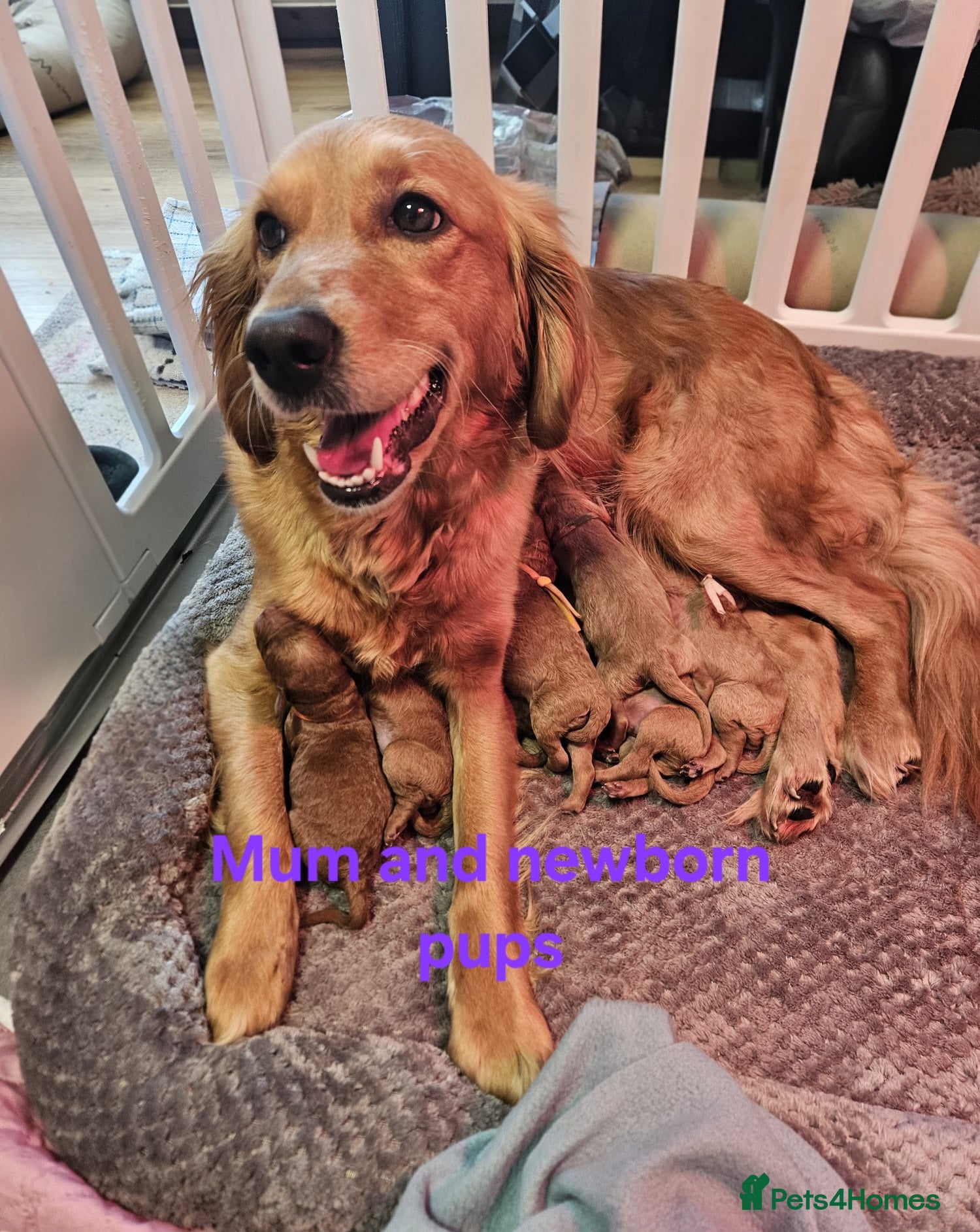 Mini Goldendoodle dogs for sale: Mini F1B Goldendoodles in Ballymoney - Advert 3