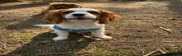 Cavalier King Charles Spaniel dogs for sale: 5 beautiful cavalier puppies - KC registered - Advert 21