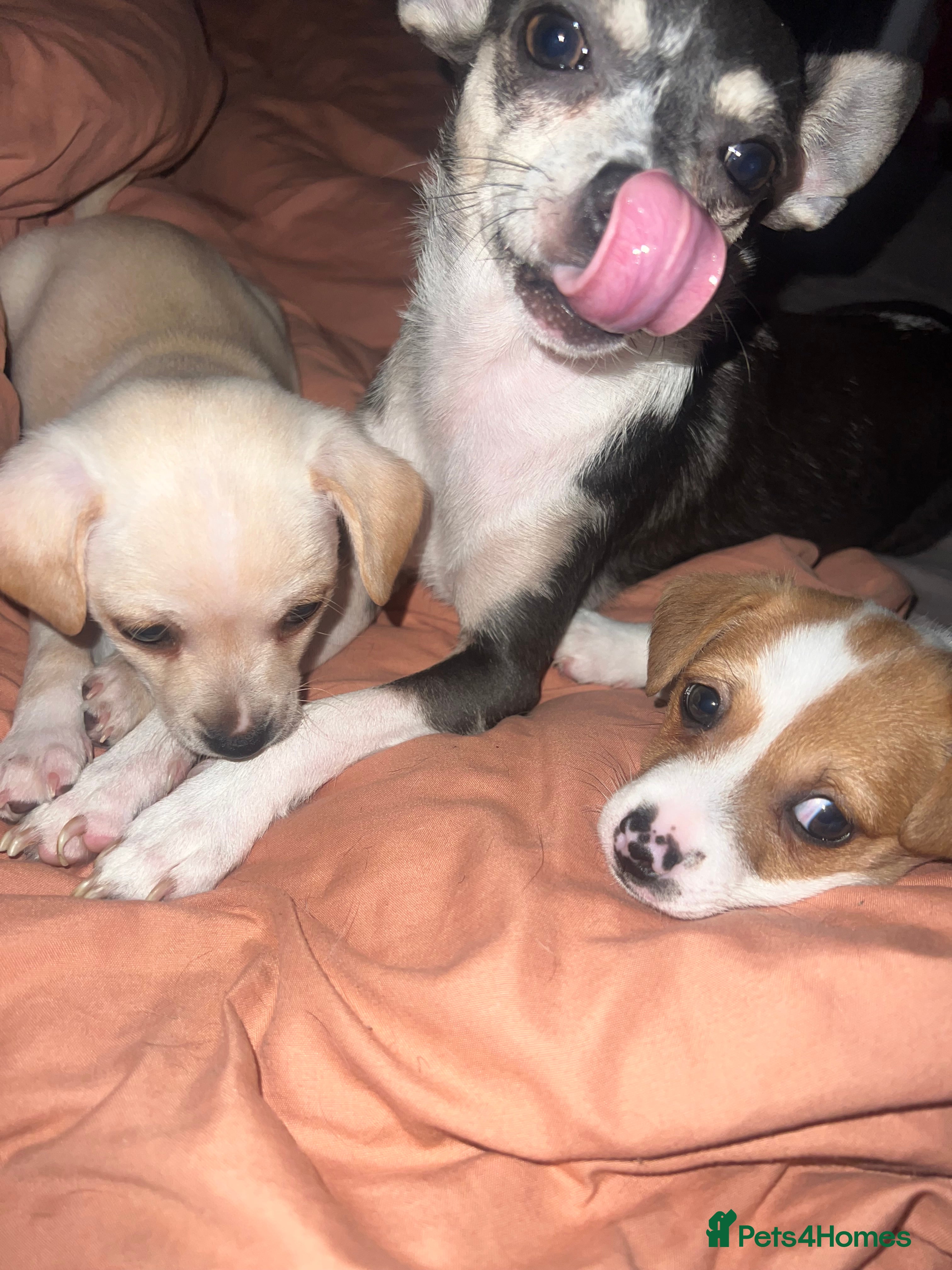 Mixed Breed dogs 🐾 Loving Homes Wanted for Two Puppies & Dad 🐾 - Advert 11
