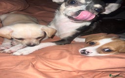 Mixed Breed dogs for sale: 🐾 Loving Homes Wanted for Two Puppies & Dad 🐾 - Image 1