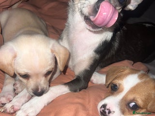 Mixed Breed dogs - Advert 11