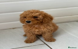 Maltipoo dogs for sale: Quality Korean maltipoos - Image 16