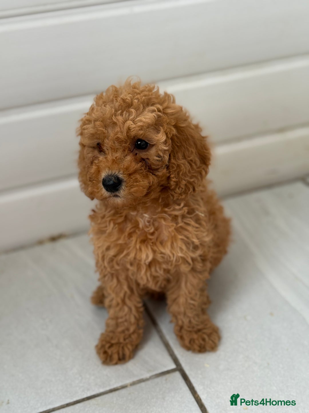 Maltipoo dogs for sale: Quality Korean maltipoos - Image 16