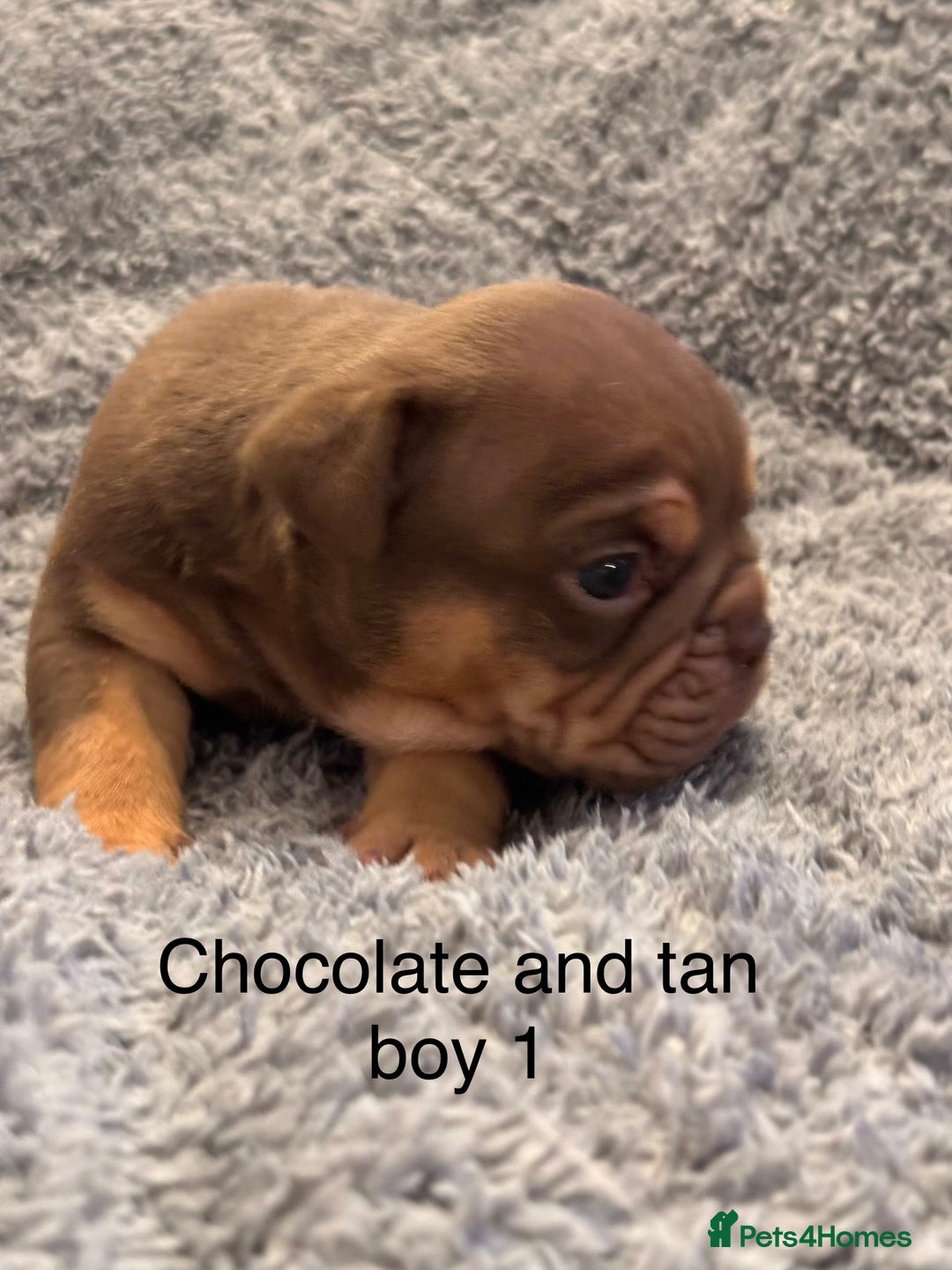 English Bulldog dogs for sale: QUALITY 5* ENGLISH BULLDOG PUPPIES - Advert 16