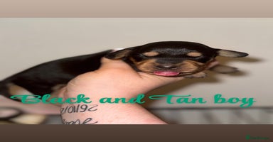 Mixed Breed dogs - Advert 6