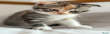Scottish Fold 1