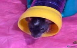 Rat rodents for sale: 3 adorable male Dumbo Rats - Image 5