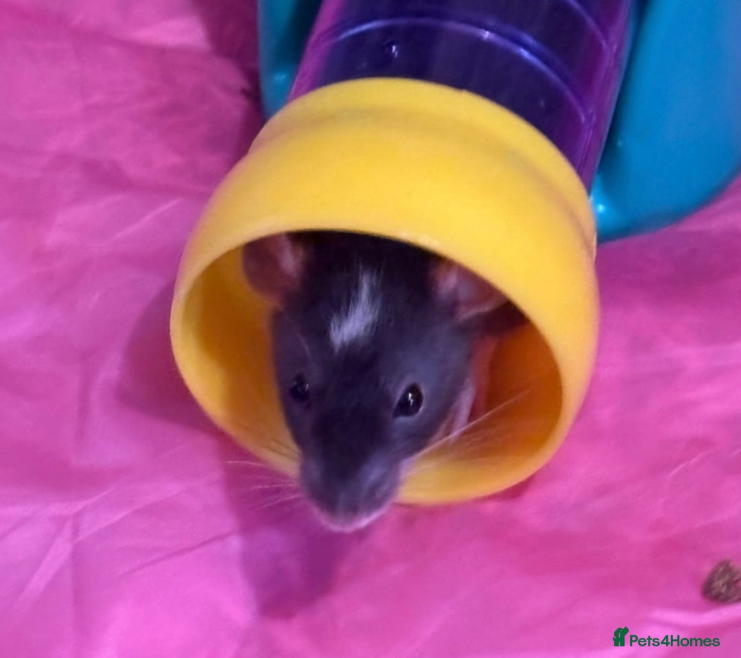 Rat rodents for sale: 3 adorable male Dumbo Rats - Image 5