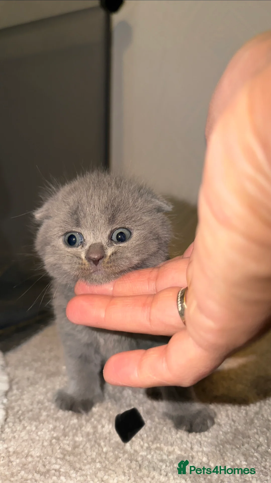 Scottish Fold cats for sale: 🐾 Beautiful Scottish Fold Kittens Available Soon  - Advert 2