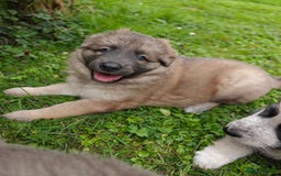 German Shepherd dogs for sale: Long coated litter of GVW GSD pups - Image 3