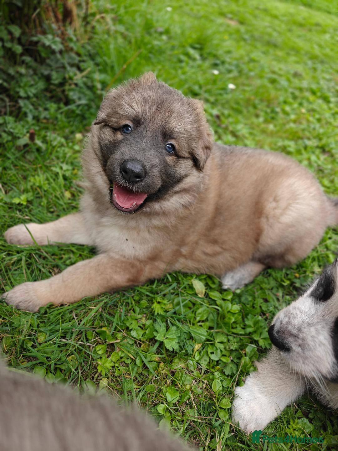 German Shepherd dogs for sale: Long coated litter of GVW GSD pups - Image 3
