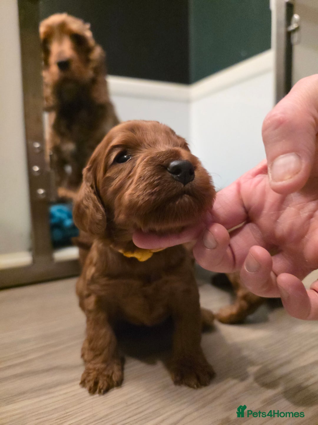 Cockapoo dogs for sale: Beautiful F1 Cockapoo Puppies - Advert 13