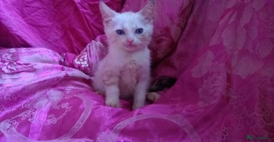 Mixed Breed cats - Advert 6