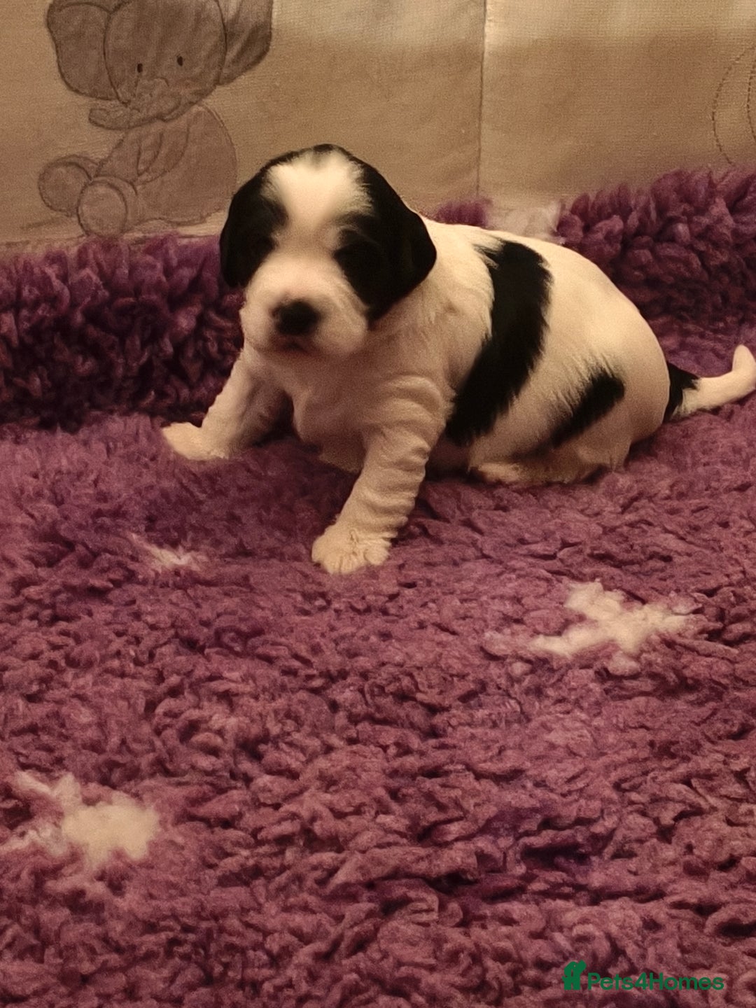 Mixed Breed dogs for sale: Gorgeous Cocker Bassett x Shichon pups  - Image 9