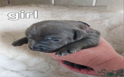 Staffordshire Bull Terrier dogs for sale: Staffordshire Bull Terrier Puppy - Image 4