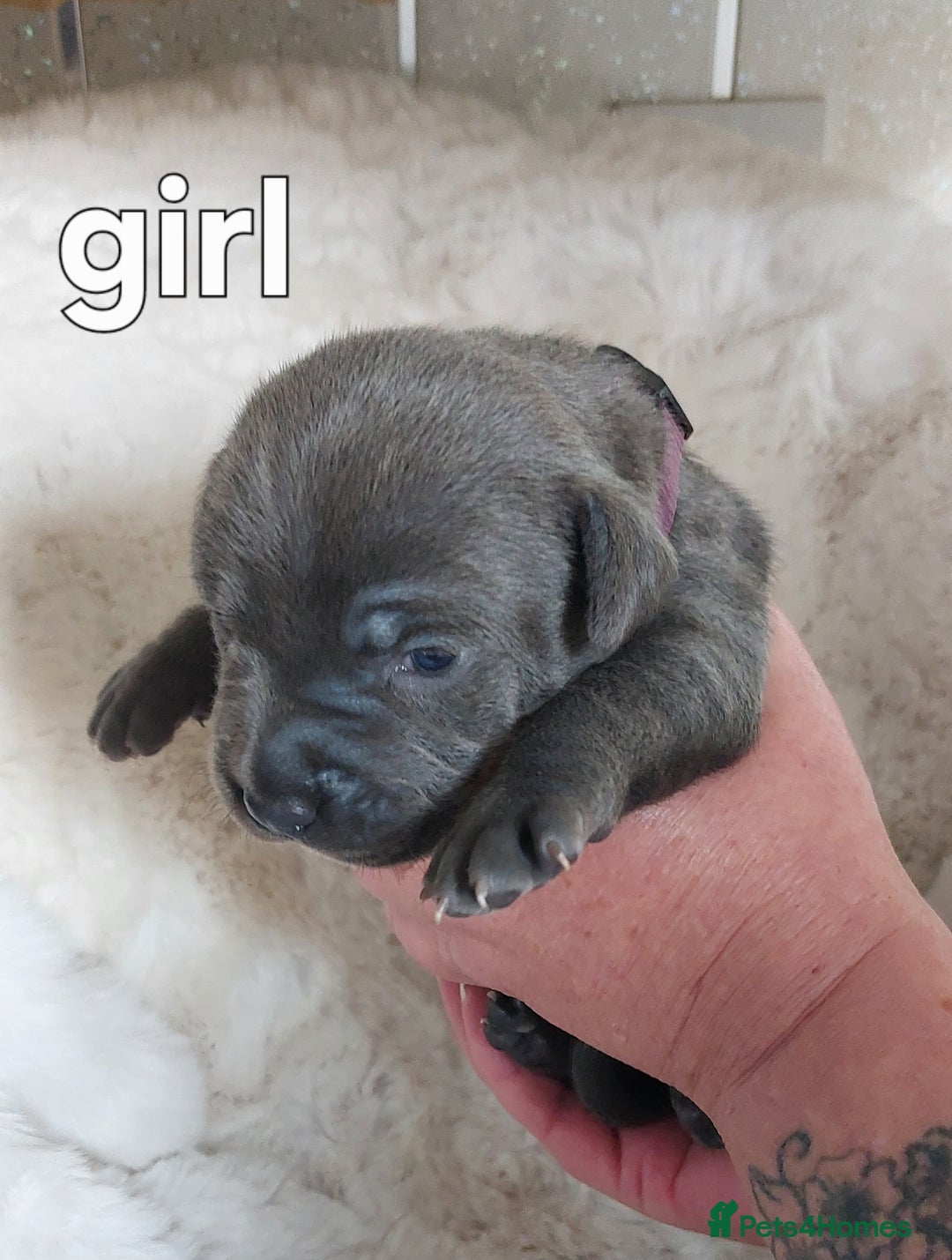 Staffordshire Bull Terrier dogs for sale: Staffordshire Bull Terrier Puppy - Image 4
