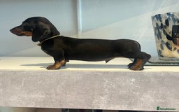 Miniature Dachshund dogs for sale: Fully vaccinated and ready TO GO,kc reg pra clear in Warrington - Image 4
