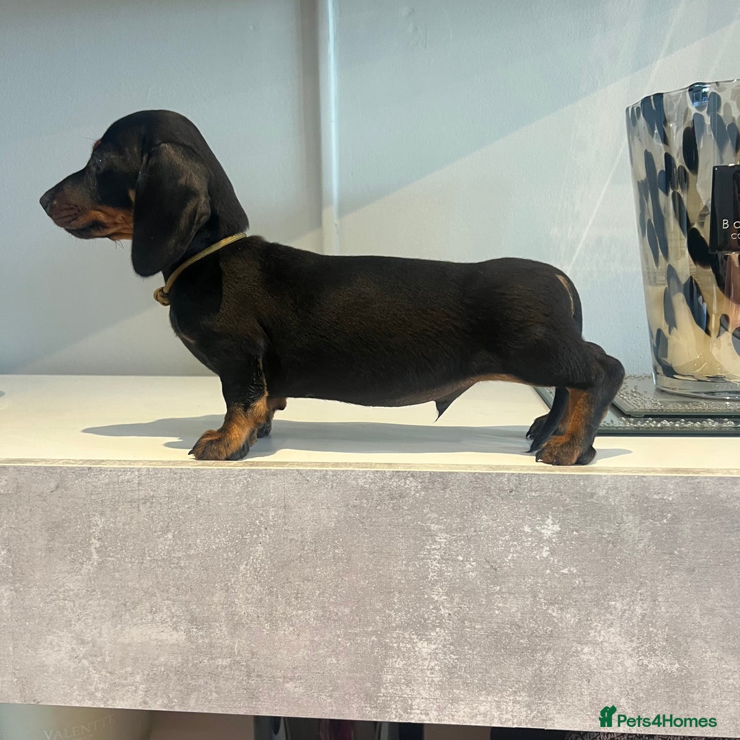 Miniature Dachshund dogs for sale: Fully vaccinated and ready TO GO,kc reg pra clear in Warrington - Image 4