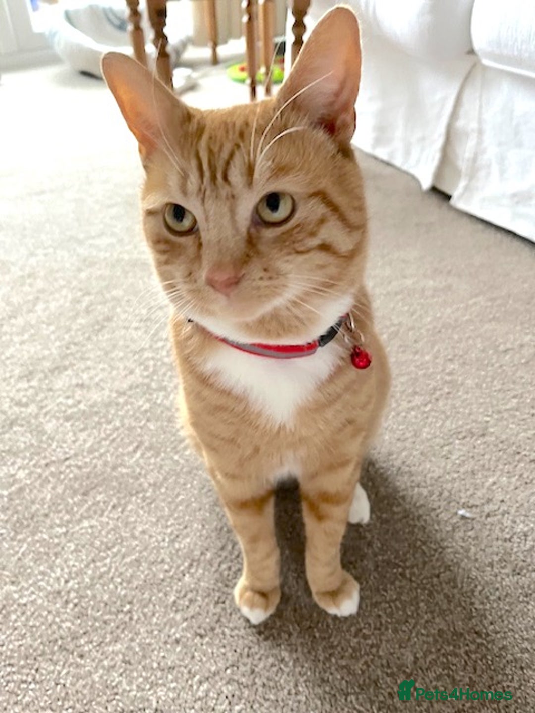Mixed Breed cats for sale: Ginger & White Young Male Cat looking forever home - Advert 1