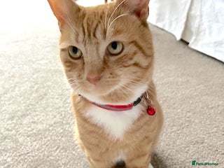 Mixed Breed cats Ginger & White Young Male Cat looking forever home - Advert 1