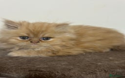 Persian cats for sale: Pedigree Persian Kittens ready to be rehomed - Image 17