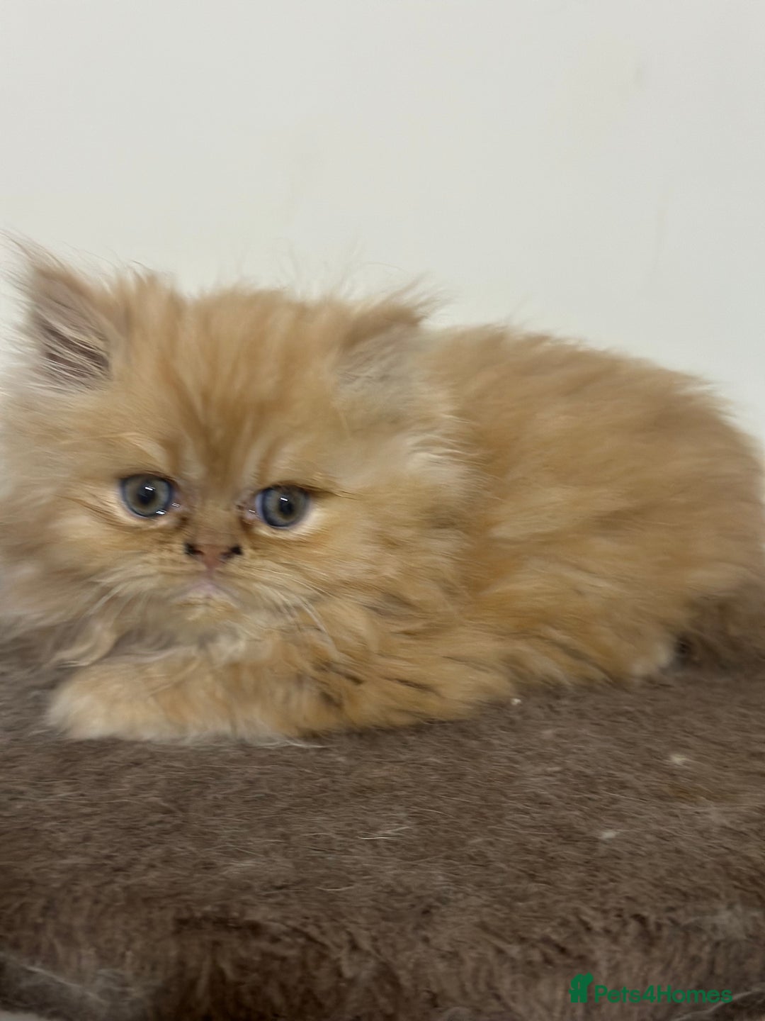 Persian cats for sale: Pedigree Persian Kittens ready to be rehomed - Image 17