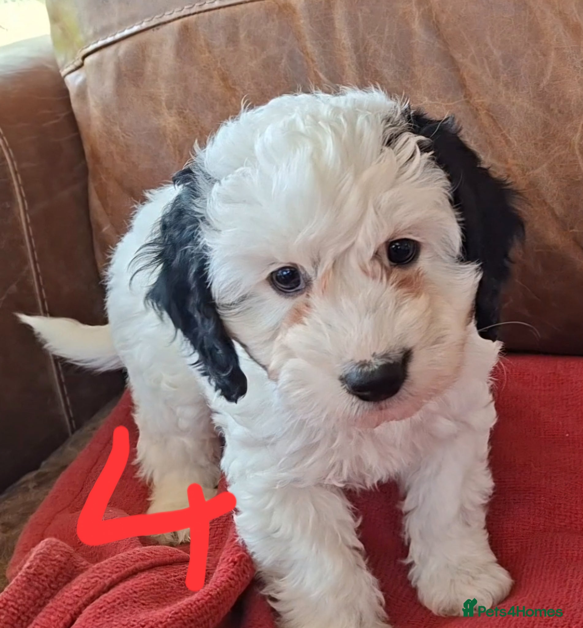 Cockapoo dogs F1 Cockapoo Pups  - Advert 8