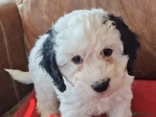Cockapoo dogs F1 Cockapoo Pups fully vaccinated and ready to go. - Advert 17