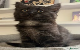 Ragdoll cats for sale: Smoke Ragdoll x British shorthair kitten - Image 9