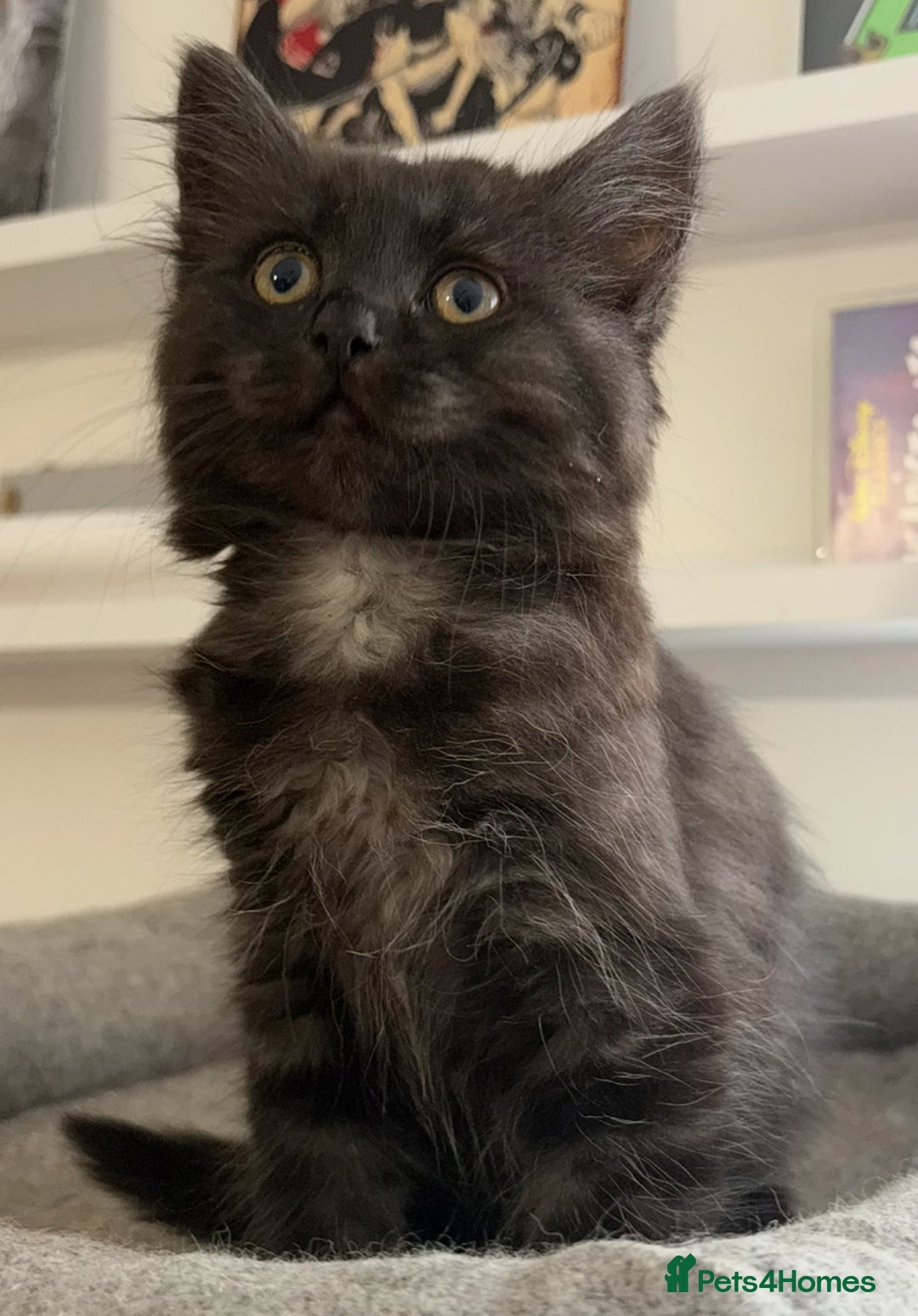 Ragdoll cats for sale: Smoke Ragdoll x British shorthair kitten - Image 9