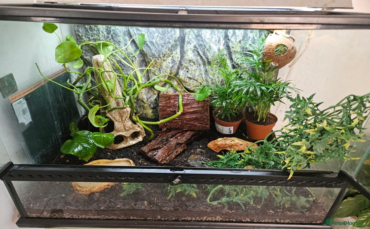 Gecko reptiles - Advert 1
