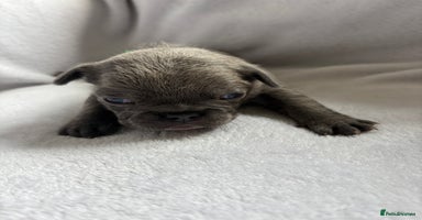 French Bulldog dogs - Advert 4