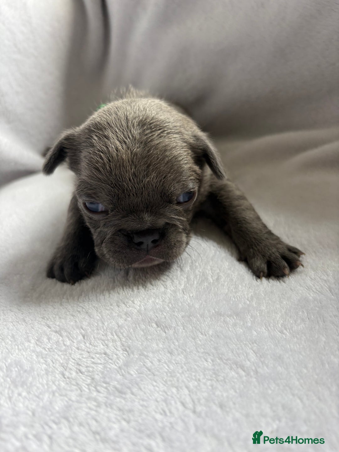 French Bulldog dogs for sale: FLUFFY frenchies puppies  - Image 3