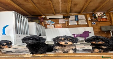 Mixed Breed dogs - Advert 15