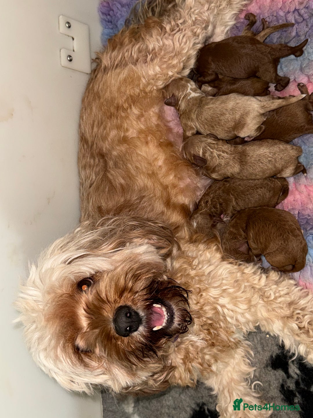 Cavapoo dogs for sale: Beautiful red cavapoo - Advert 1