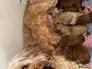 Cavapoo dogs Beautiful red cavapoo puppies - Advert 10