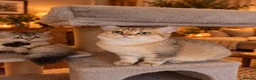 British Shorthair cats for sale: 🐾Beautiful British long and Shorthair Kittens🐾 - Advert 5