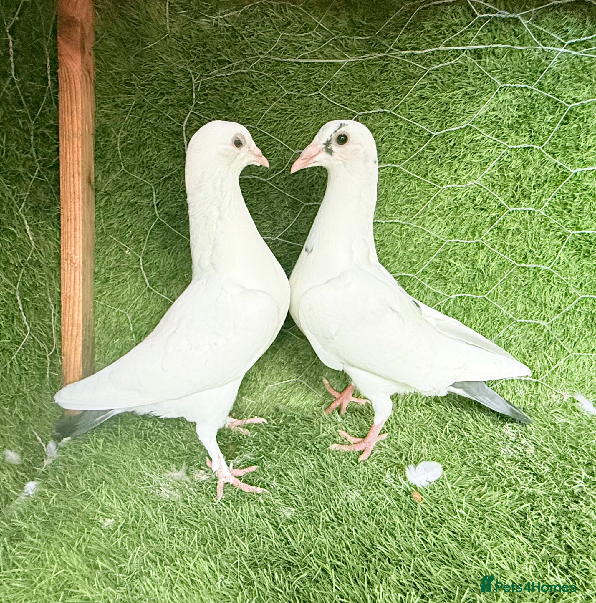 Pigeons birds Rampuri Highflyers & Iranian Pigeons for Sale - Advert 1