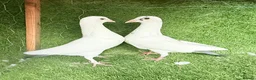 Pigeons birds for sale: Rampuri Highflyers & Iranian Pigeons for Sale - Advert 8