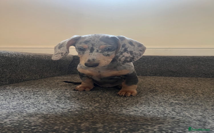 Miniature Dachshund dogs - Advert 5