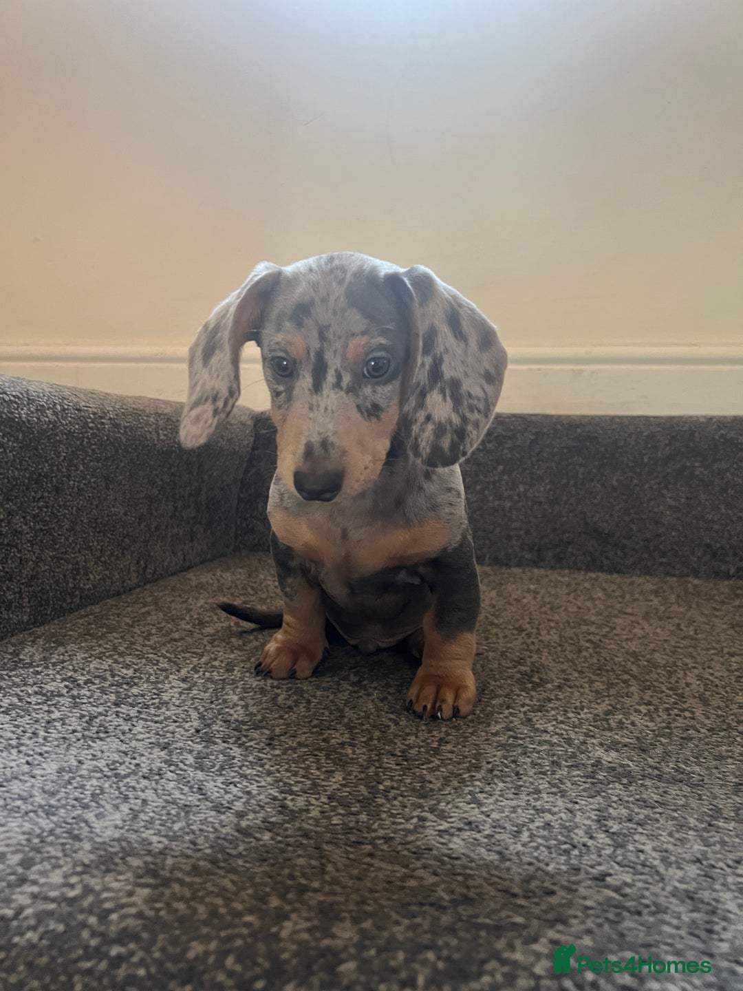 Miniature Dachshund dogs for sale: Mini dachshund for sale  - Image 1