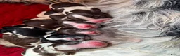 English Springer Spaniel dogs for sale: Working English Springer Spaniel Puppies - Advert 3