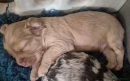 Cockapoo dogs for sale: 8 Beautiful Cockapoo pups,Merle, chocolate, black - Image 3